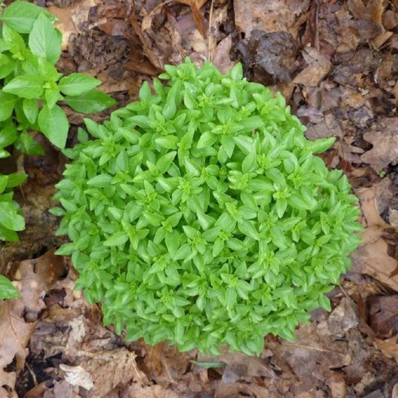 100Spicy Globe Basil seeds 160 Etsy