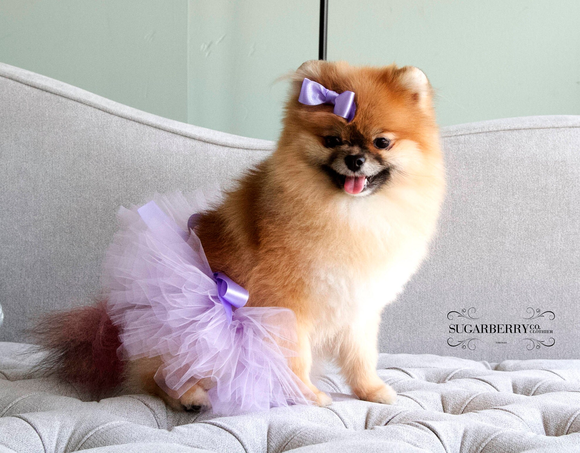 Tutu Pour Chien Violet, Tenue de Mignonne, Costume d'animal Compagnie Bling, Séance Photo Chien, Mar