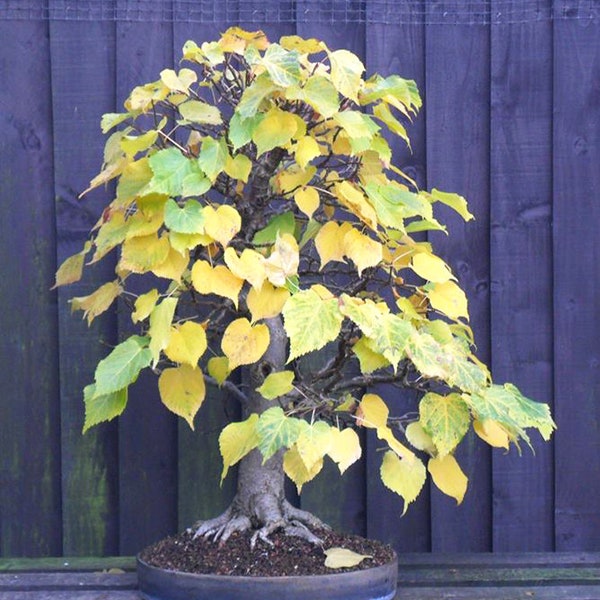 Little leaf Linden Tree - Tilia Cordata - Tree - Great Bonsai Material