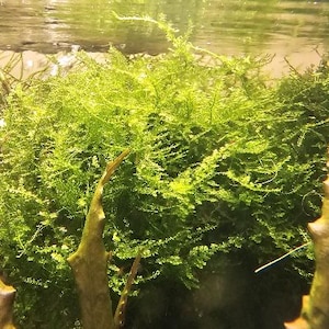 May include: A close-up of a lush green moss plant growing in a fish tank. The moss is a vibrant green and appears to be healthy and thriving. The moss is a popular choice for aquariums and terrariums.