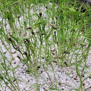 May include: A close-up shot of a clear plastic container filled with small green seedlings. The seedlings have thin, needle-like leaves and are interspersed with small, brown seed pods. The container sits on a bed of white, granular material.