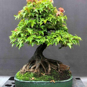 May include: A bonsai tree with vibrant green leaves and a touch of red, set in a green ceramic pot. The tree's exposed roots rest on a bed of moss, creating a miniature landscape. The trunk is dark brown, and the pot is oval-shaped.