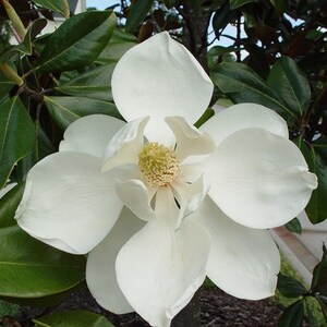 May include: A large, white magnolia flower with broad, rounded petals and a central cluster of yellow stamens. The bloom is surrounded by dark green, glossy, oval-shaped leaves that provide a deep contrast to the bright white petals.