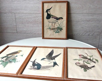 Vintage ornithology prints by John Murr