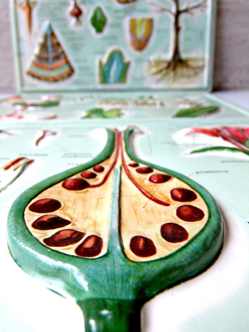 Two sets of vintage biology teaching aids Etsy