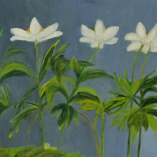 Landscape format wood anemone