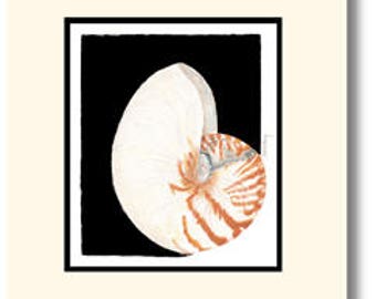 May include: A white and orange nautilus shell with a spiral pattern. The shell is set against a black background.
