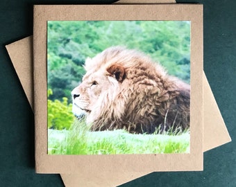 Greetings Card Pack of 10 - All occasions, blank cards - animals