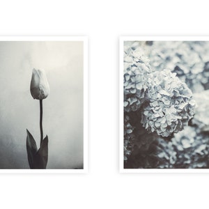 Peut inclure: Deux photographies encadr&eacute;es de fleurs. La premi&egrave;re image montre un seul tulip blanc sur un fond gris. La deuxi&egrave;me image montre un groupe d'hortensias bleus.