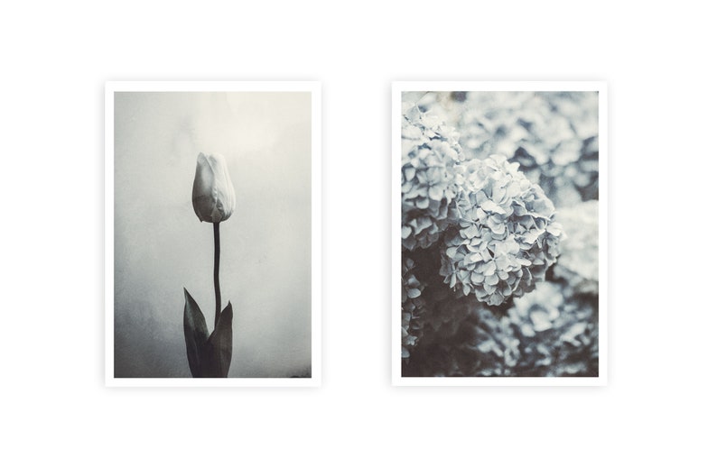 Peut inclure: Deux photographies encadr&eacute;es de fleurs. La premi&egrave;re image montre un seul tulip blanc sur un fond gris. La deuxi&egrave;me image montre un groupe d'hortensias bleus.