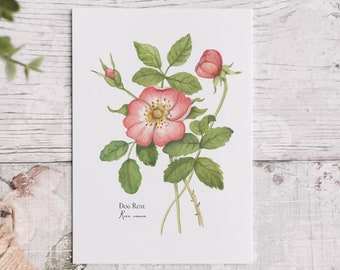 Wild Rose Memories, Dog Rose, Rosa Canina Watercolor Painting