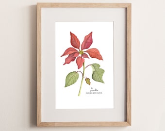 Red Poinsettia. December Birth Flower, Watercolor Botanical Painting, Giclee Print