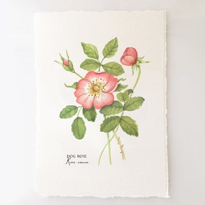 Wild Rose Memories, Dog Rose, Rosa Canina Watercolor Painting 5X7