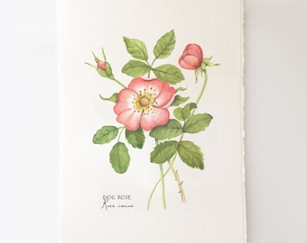 Wild Rose Memories, Dog Rose, Rosa Canina Watercolor Painting