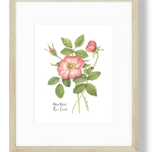 Wild Rose Memories, Dog Rose, Rosa Canina Watercolor Painting 8X10