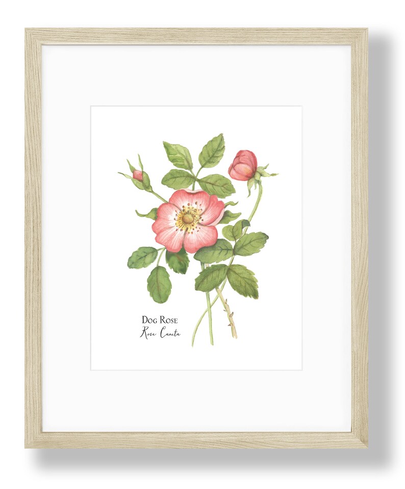 Wild Rose Memories, Dog Rose, Rosa Canina Watercolor Painting 8X10