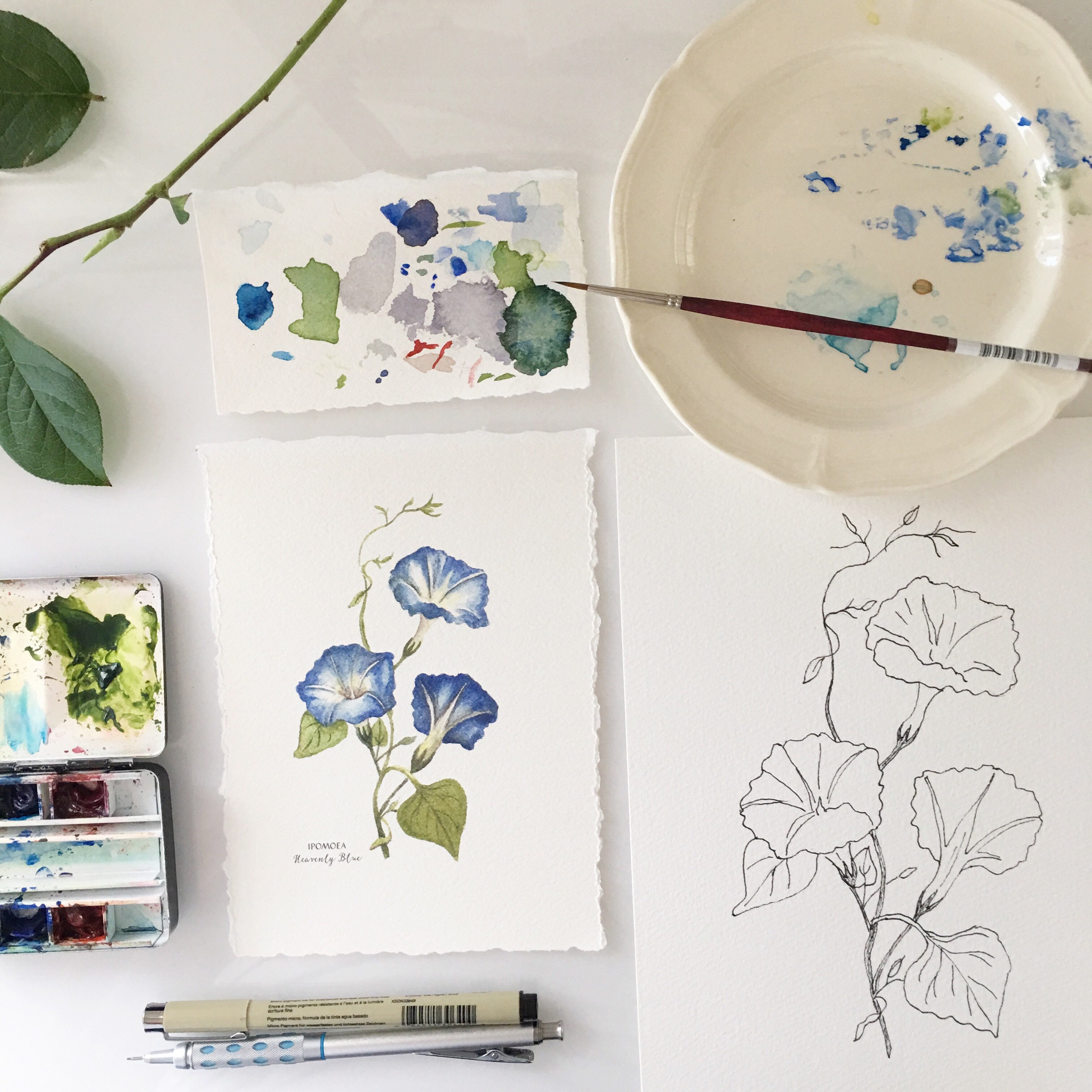 Blue Morning Glory Giclee Print: Botanical Watercolor Painting