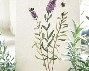 Giclée Print of Lavender, Botanical Style Herbal Prints, Print of a Watercolor Lavender  Painting
