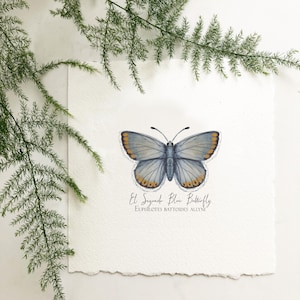 May include: A watercolor painting of a blue butterfly with orange markings on its wings. The butterfly is labeled "El Segundo Blue Butterfly" and "Euphilotes battoides allyni".