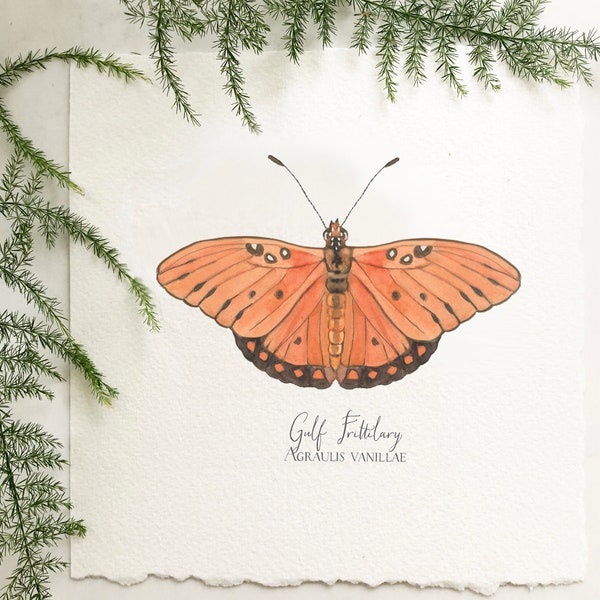 Gulf Fritillary Butterfly Giclee Print