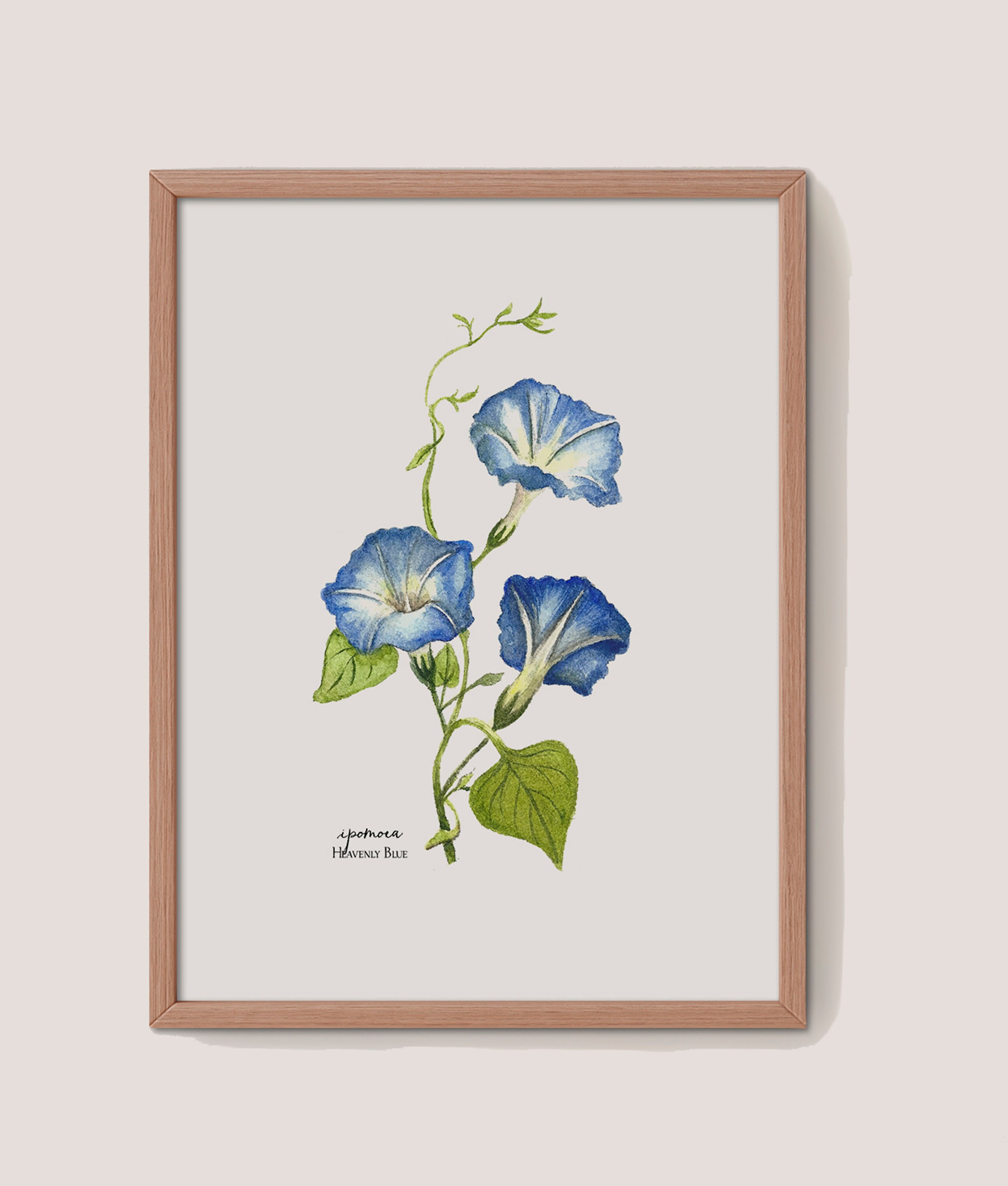 Blue Morning Glory Giclee Print: Botanical Watercolor Painting - Etsy
