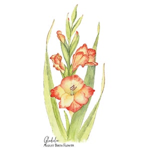 Gladiolus, August Birth Flower, Giclee Print, Botanical Art Print image 3