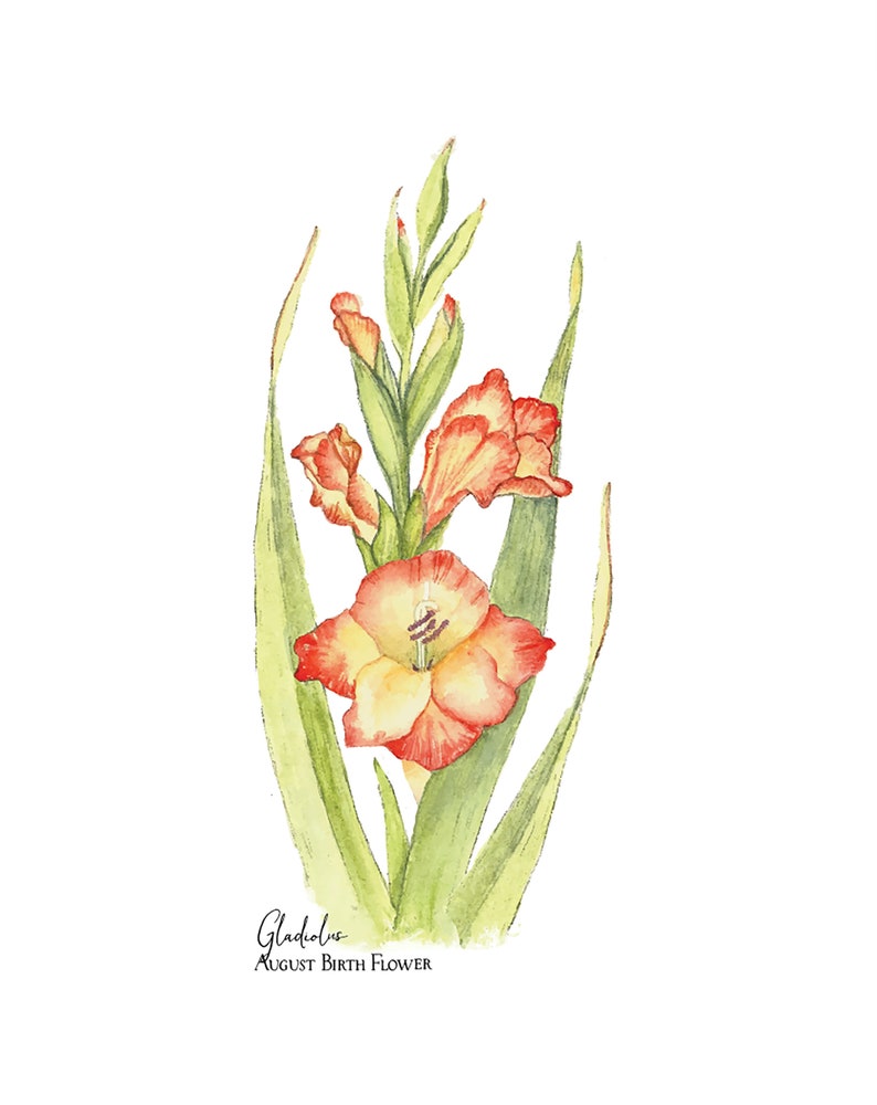 Gladiolus, August Birth Flower, Giclee Print, Botanical Art Print image 3