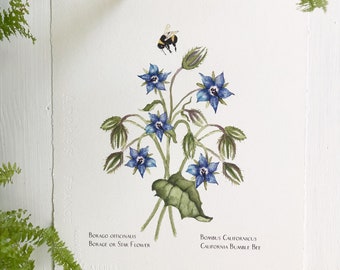 Giclee Print of Borage, Edible Blue Flower, Botanicle Style Art Print, Art Print