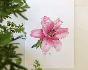 Giclée Prints of a Pink Lily in 4 Sizes