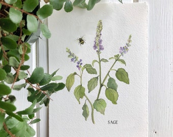 Giclee Print of Purple Sage, Herbal Prints, Botanical Art Prints