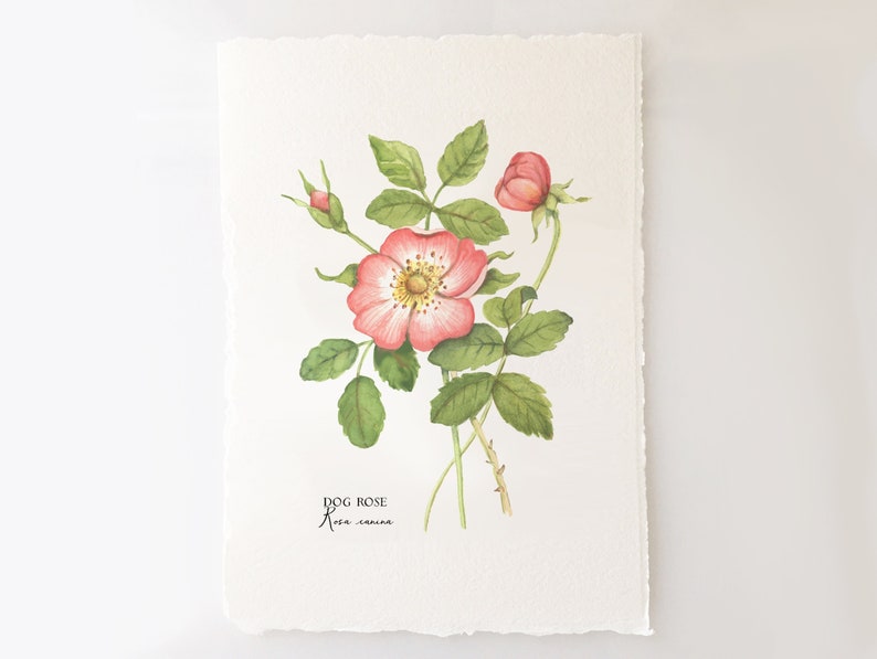 Wild Rose Memories, Dog Rose, Rosa Canina Watercolor Painting 5X7