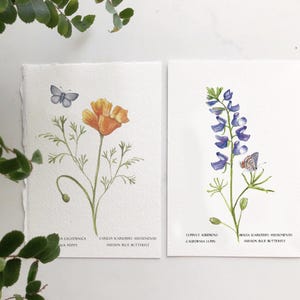 Botanical 4X6 Inch Wildflower Prints, Arches Watercolor Paper, Deckled Edges, Poppy and Lupin Companion Art Prints