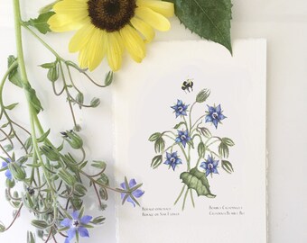 Giclee Print of Borage, Edible Blue Flower, Botanicle Style Art Print, Art Print