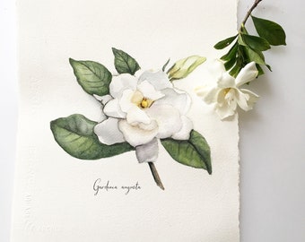 Gardenia Augusta. Giclée Print. White Gardenia. Botanical Painting. Arches Watercolor Paper