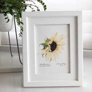 Helianthus Annuus Italian White Sunflower Sunflower Watercolor Helianthus Annuus Italian White Sunflower Sunflower Watercolor
