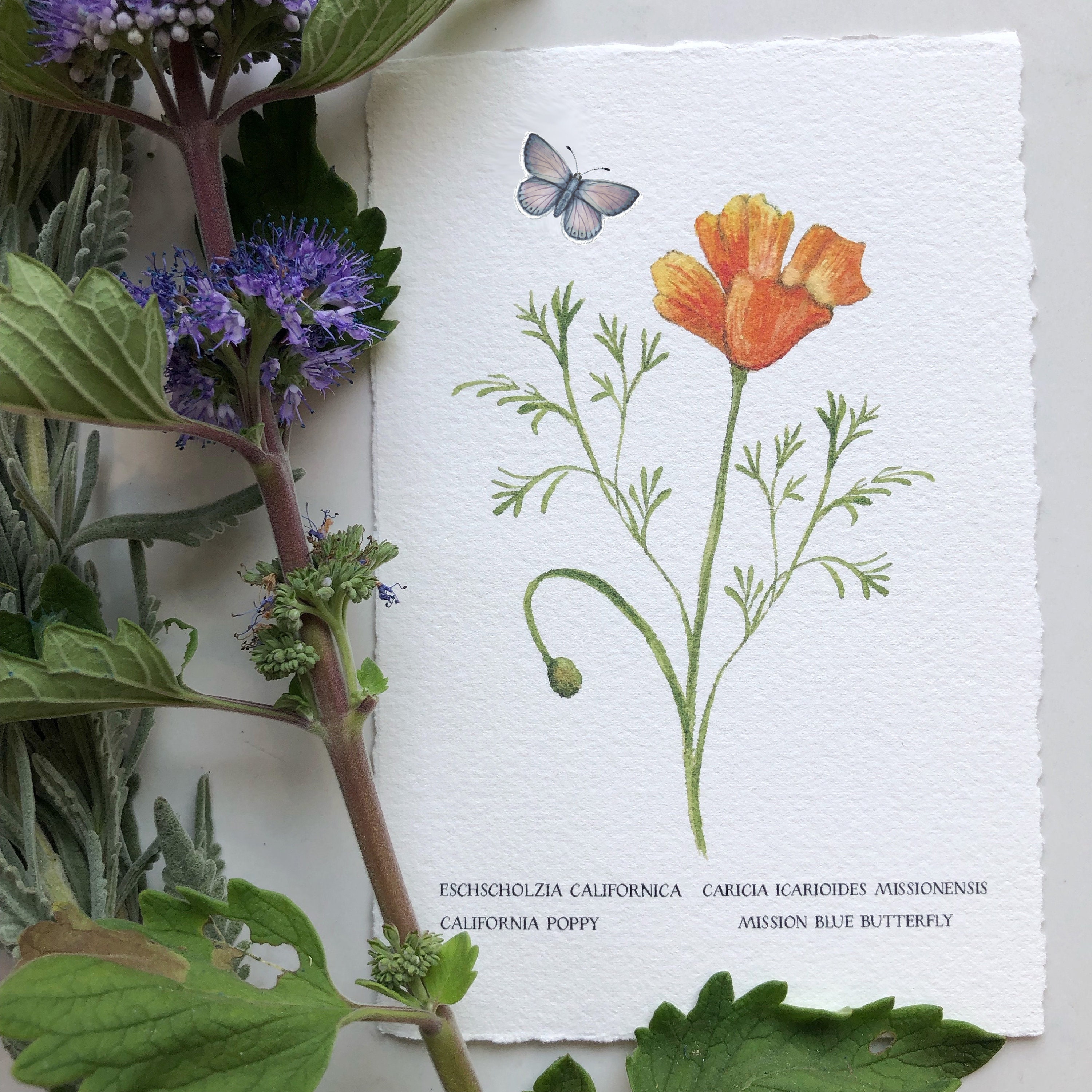 絵画 Flower. 鈴木 由衣 ʏᴜɪ ꜱᴜᴢᴜᴋɪ | オールスター植木鉢 2025年 All