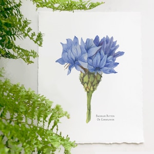 Botanical Style Giclée Print of a Blue Bachelor Button or Corn Flower