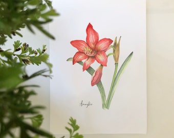 Giclee Print of an Amaryllis, from a Watercolor Painting, 3 Sizes