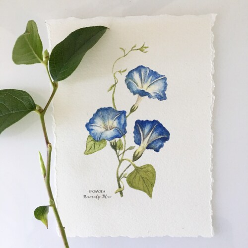 Blue Morning Glory Giclee Print: Botanical Watercolor Painting - Etsy