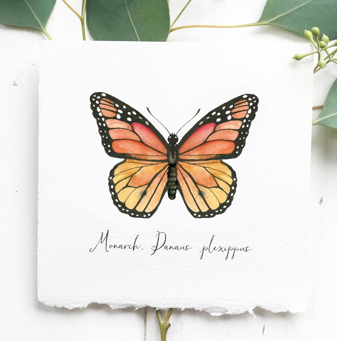 Monarch Butterfly Painting, Giclee Print of Original Watercolor. - Etsy