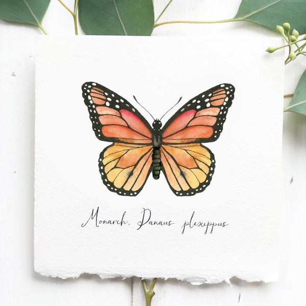 Monarch Watercolor Butterfly, 5X5 and 8X8 inch Art Print, Giclee print