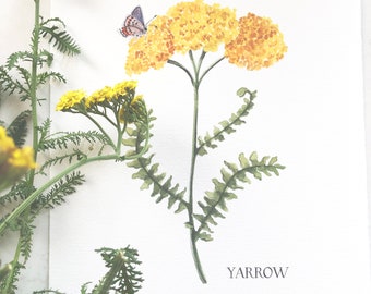 Giclee Print of Yellow Yarrow, Herbal Art Print