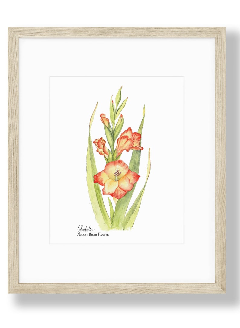 Gladiolus, August Birth Flower, Giclee Print, Botanical Art Print Art Print 8X10 inches