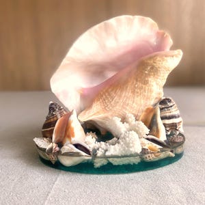 May include: A decorative seashell lamp featuring a large, light pink conch shell and various smaller shells. The lamp sits on a teal base with white coral accents, creating a coastal theme. The lamp has a power cord.