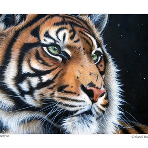 Sumatran © Sandi Baker