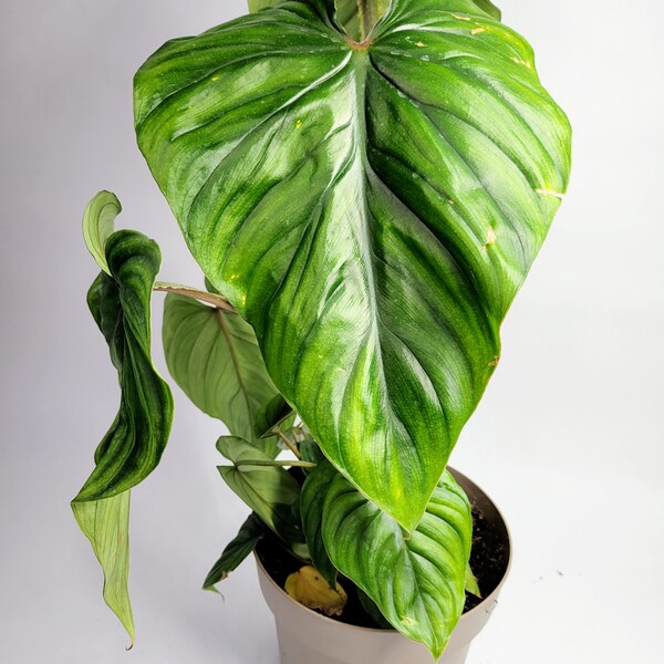 Plowmanii Philodendron