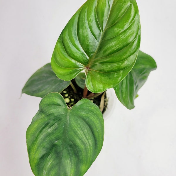 Baby Plowmanii Philodendron