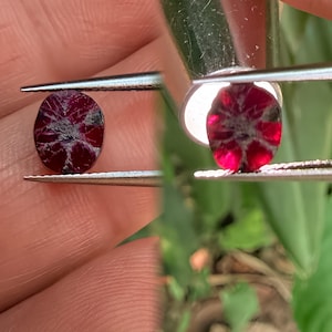 May include: A faceted, oval-shaped ruby gemstone held by tweezers. The ruby displays a deep red hue with a star-like pattern of white and gray inclusions. The gemstone is shown in two different views, highlighting its color and internal structure.