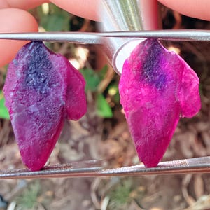 May include: Two rough-cut ruby gemstones, held by a metal tool, are displayed against a blurred green background. The rubies have a deep magenta hue with darker purple and black areas. The gemstones have a natural, irregular shape.