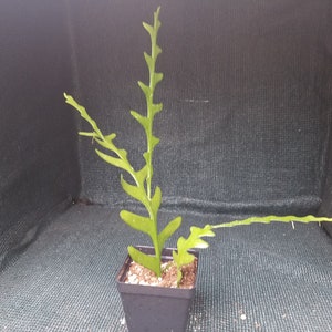 4" Epiphyllum cryptocereus anthyanus  Zigzag, Fishbone, Ric Rac